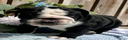 English Bulldog dogs for sale: English Bulldog 3 - Ad 1