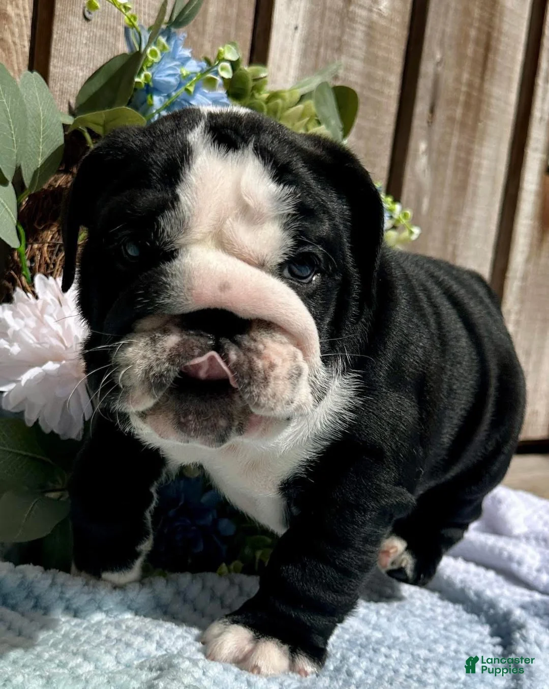 English Bulldog dogs for sale: English Bulldog 3 - Ad 1