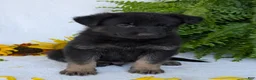 German Shepherd dogs for sale: Denzel  - Ad 6