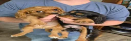 Cavalier King Charles Spaniel dogs for sale: Guinness  - Ad 7