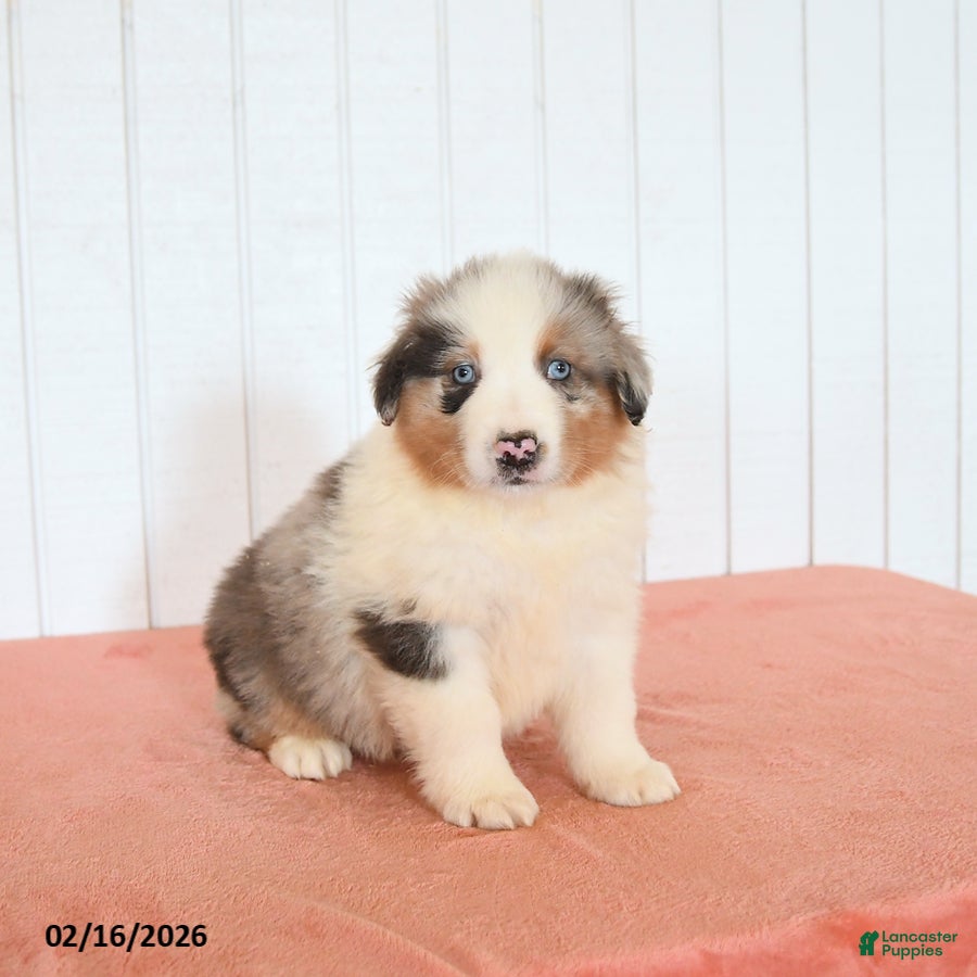 Australian Shepherd dogs Nicky - Ad 2