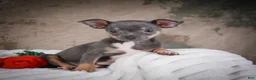 Chihuahua dogs for sale: Curby - Ad 9