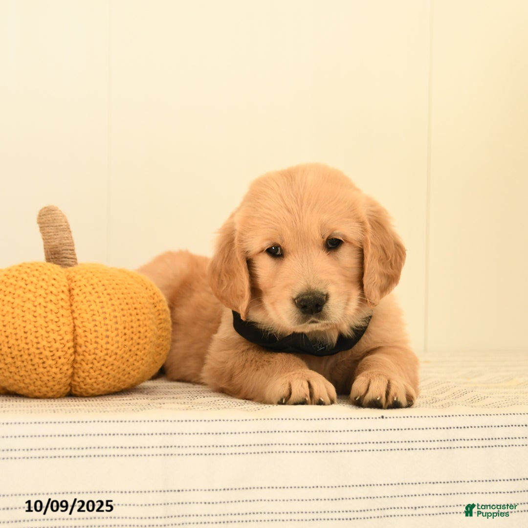 Golden Retriever dogs for sale: Walnut - Ad 12