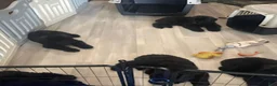 Bouvier Des Flandres dogs for sale: Bouvier Des Flandres 2 - Ad 11