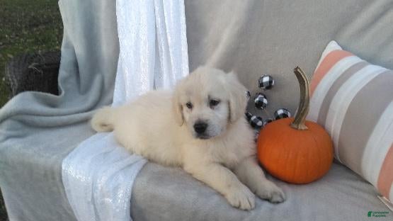 Golden Retriever dogs for sale: Aden - Ad 1