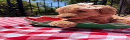 Goldendoodle dogs for sale: Shimmer - Ad 2