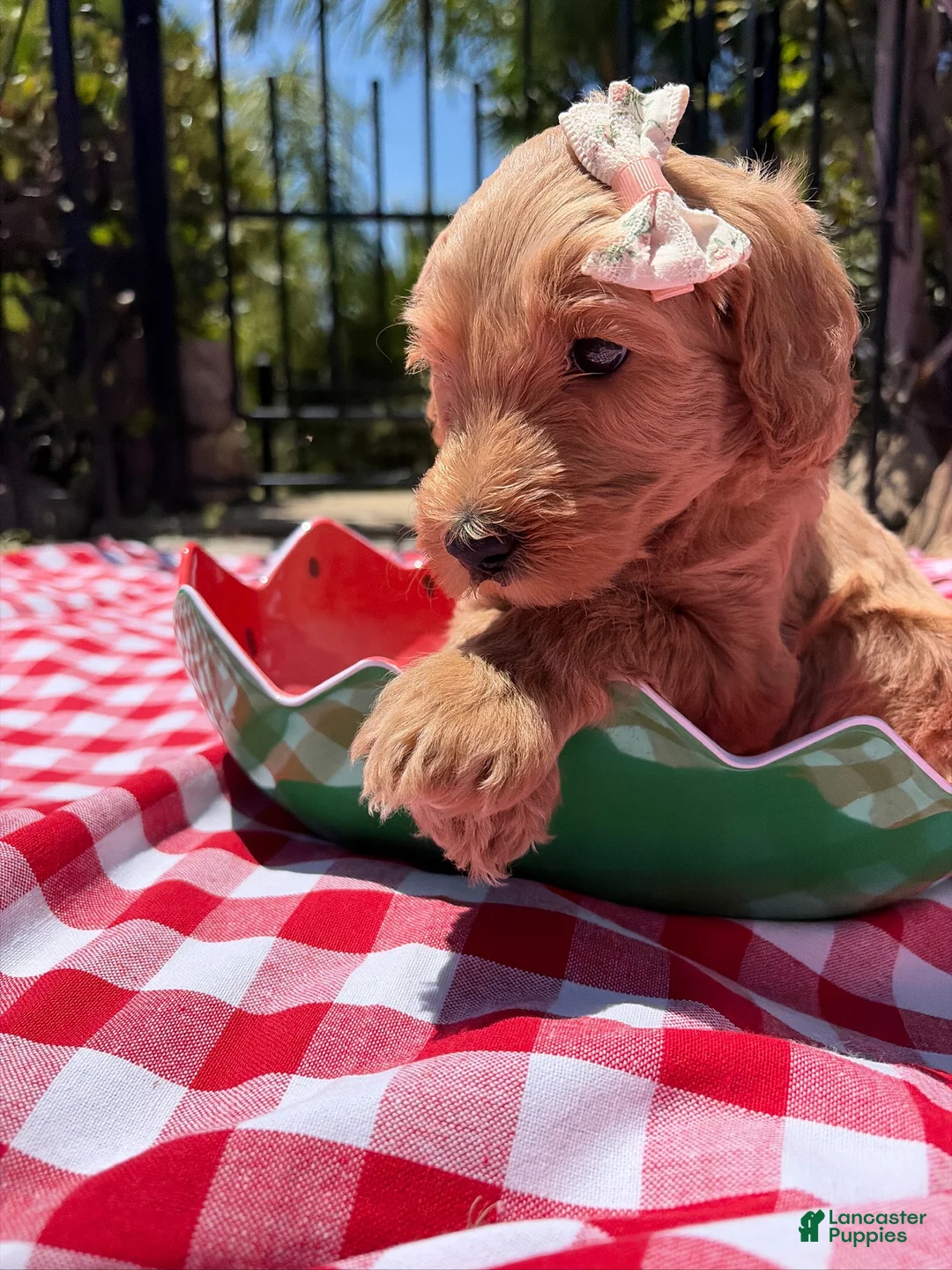Goldendoodle dogs for sale: Shimmer - Ad 2