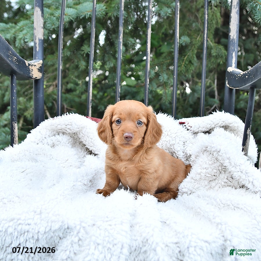 Miniature Dachshund dogs Kade - Ad 2