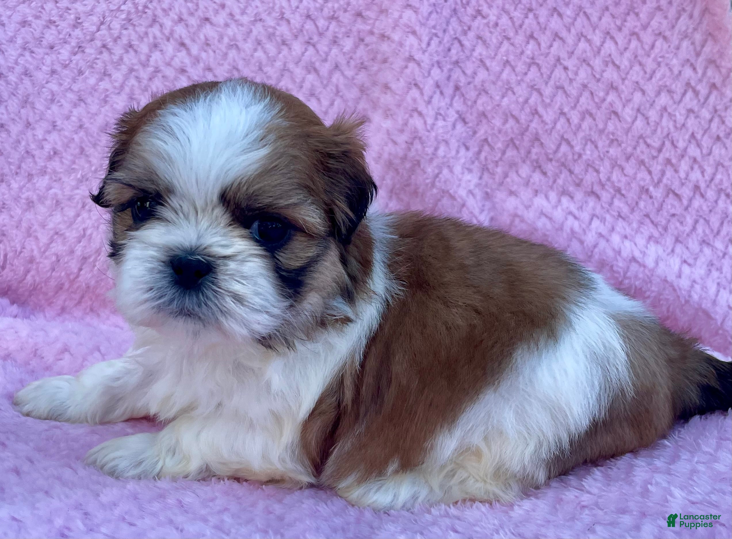 Shih Tzu dogs Brenda  - Ad 2