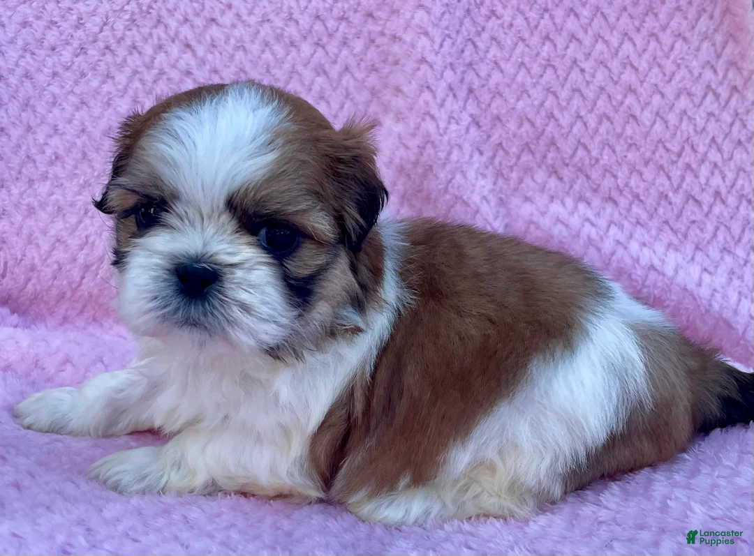 Shih Tzu dogs for sale: Brenda  - Ad 2