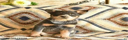 Australian Cattle Dog dogs for sale: Lady  - Ad 3