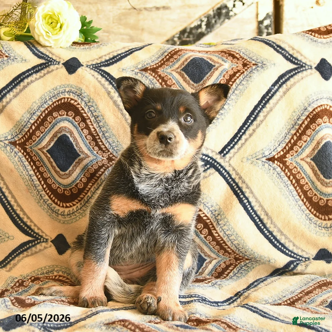 Australian Cattle Dog dogs for sale: Lady  - Ad 3