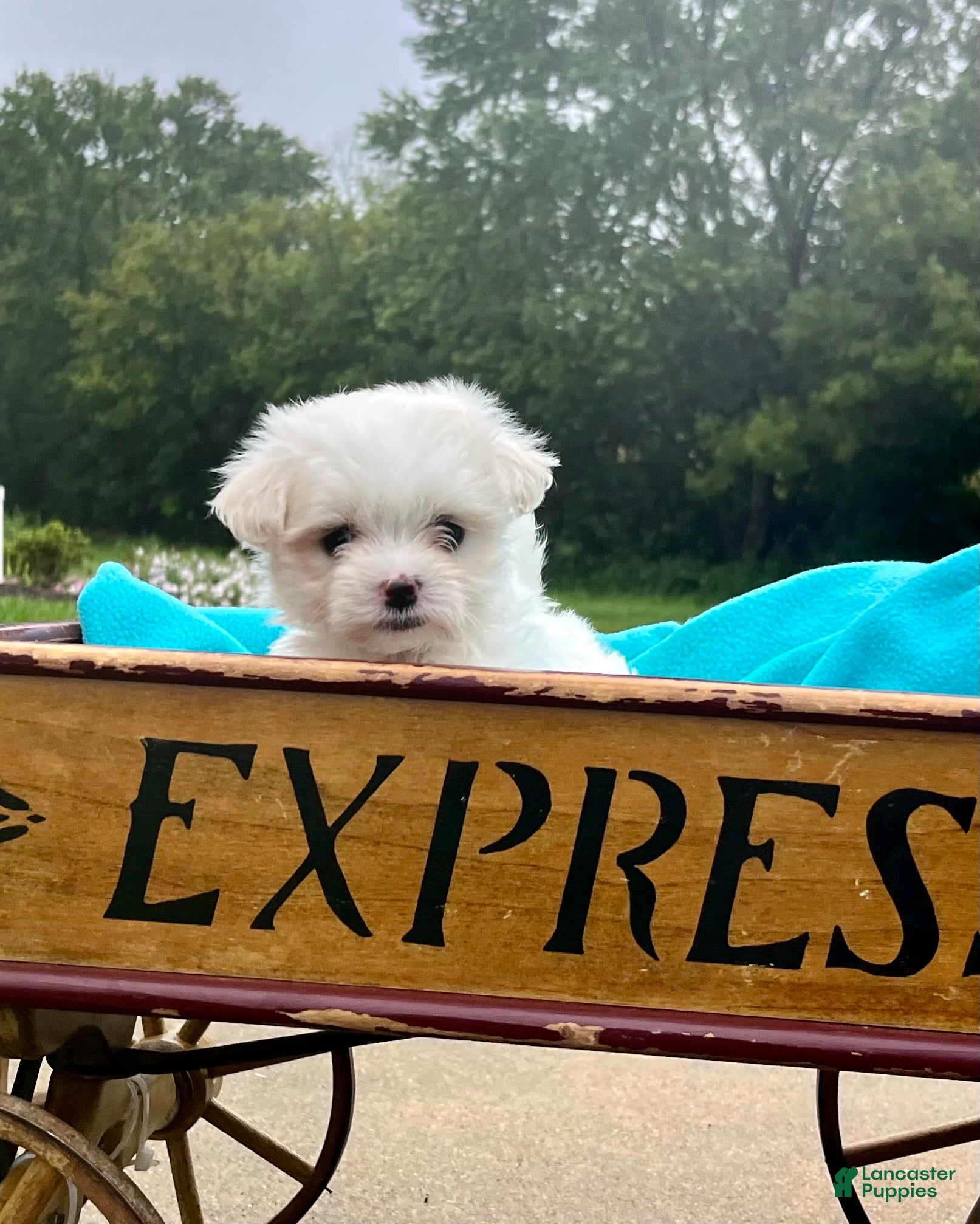 Maltese dogs for sale: Tessa ❤️AKC Genetic Tested 5/6lb Parents🐾Text or call - Ad 4
