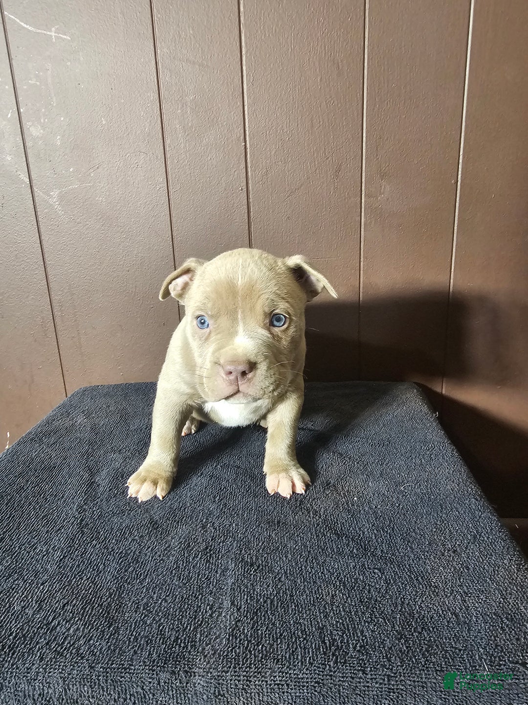 American Bully dogs for sale: Sasha - Lilac - Ad 1