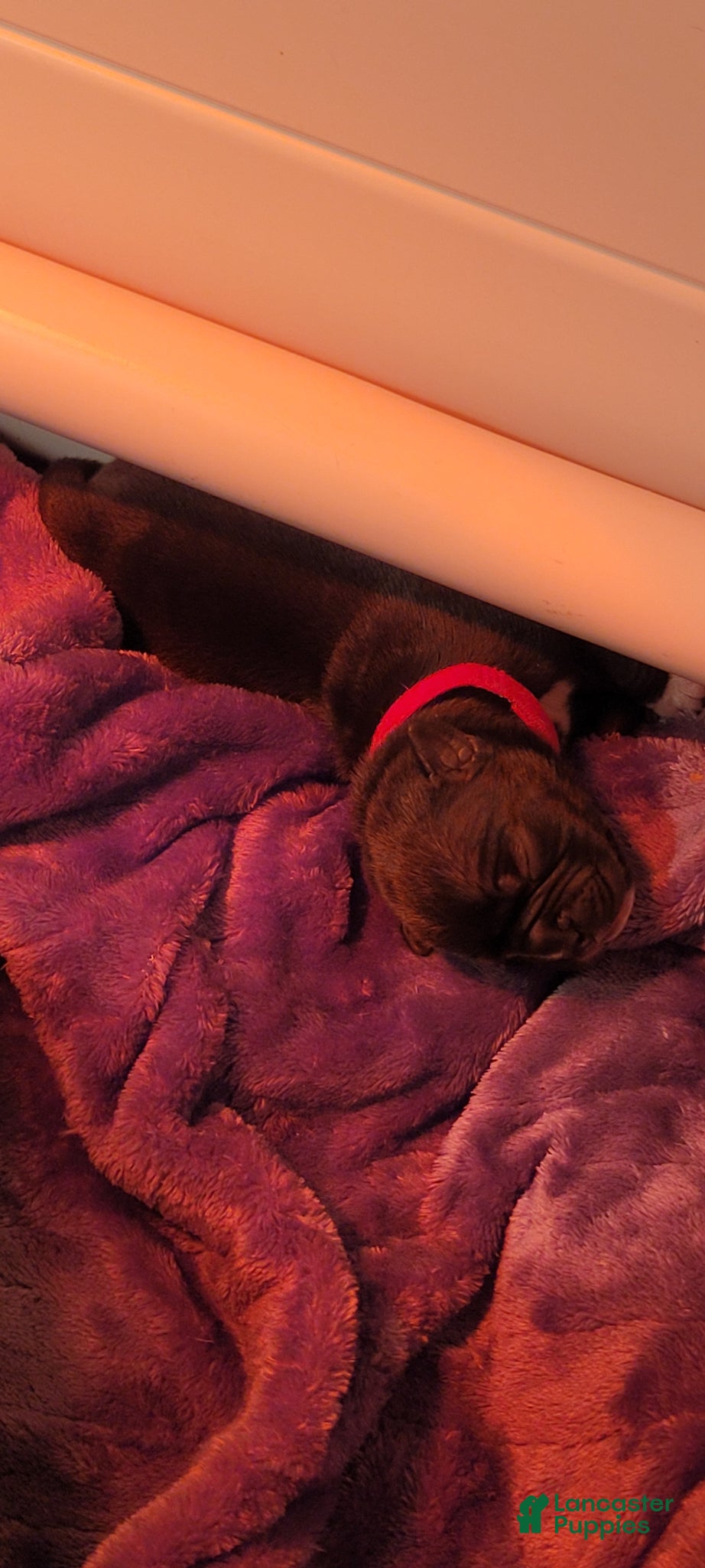 Mixed Breed dogs Mixed Breed Puppy 1 - Ad 30