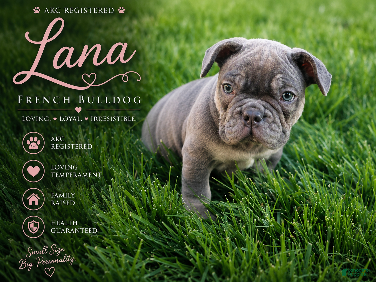 French Bulldog dogs Lana - Ad 1