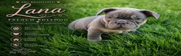 French Bulldog dogs for sale: Lana - Ad 1