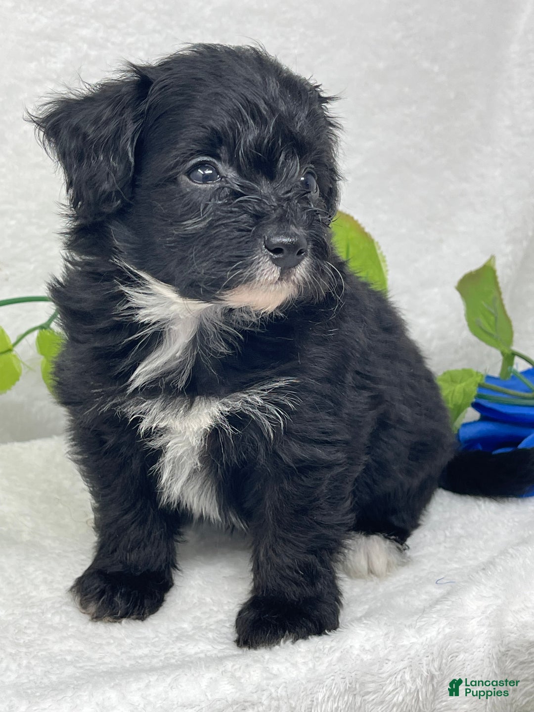 Mixed Breed dogs for sale: Treat - Ad 2