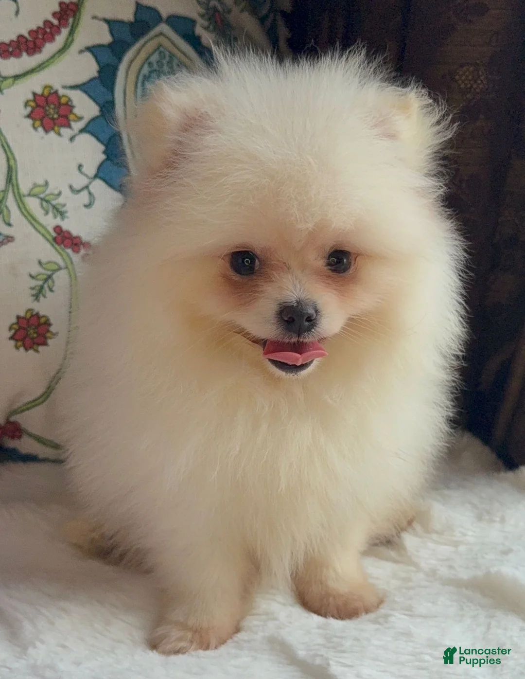 Pomeranian dogs for sale: Pomeranian Puppy Fluffy - Ad 7