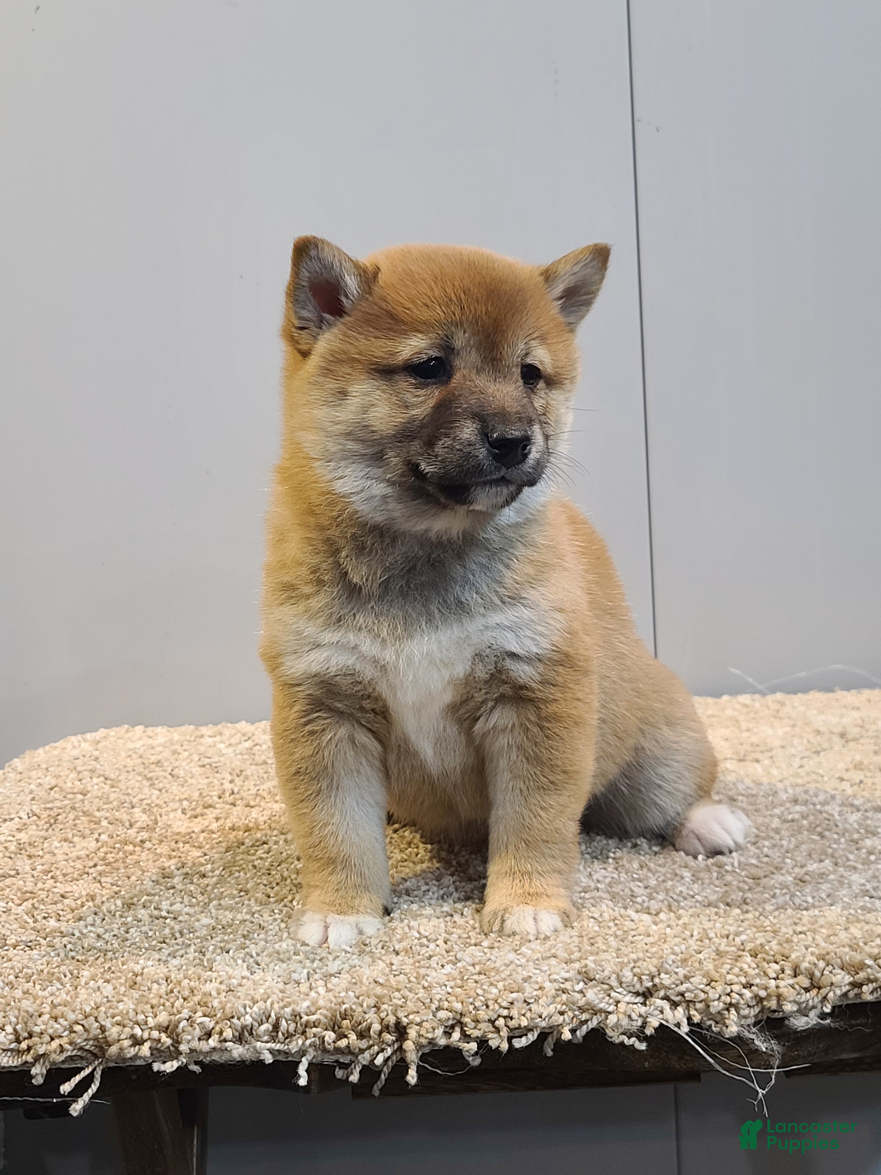 Shiba Inu dogs Tina - Ad 1