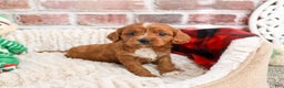 Cavapoo dogs for sale: Beau - Ad 2