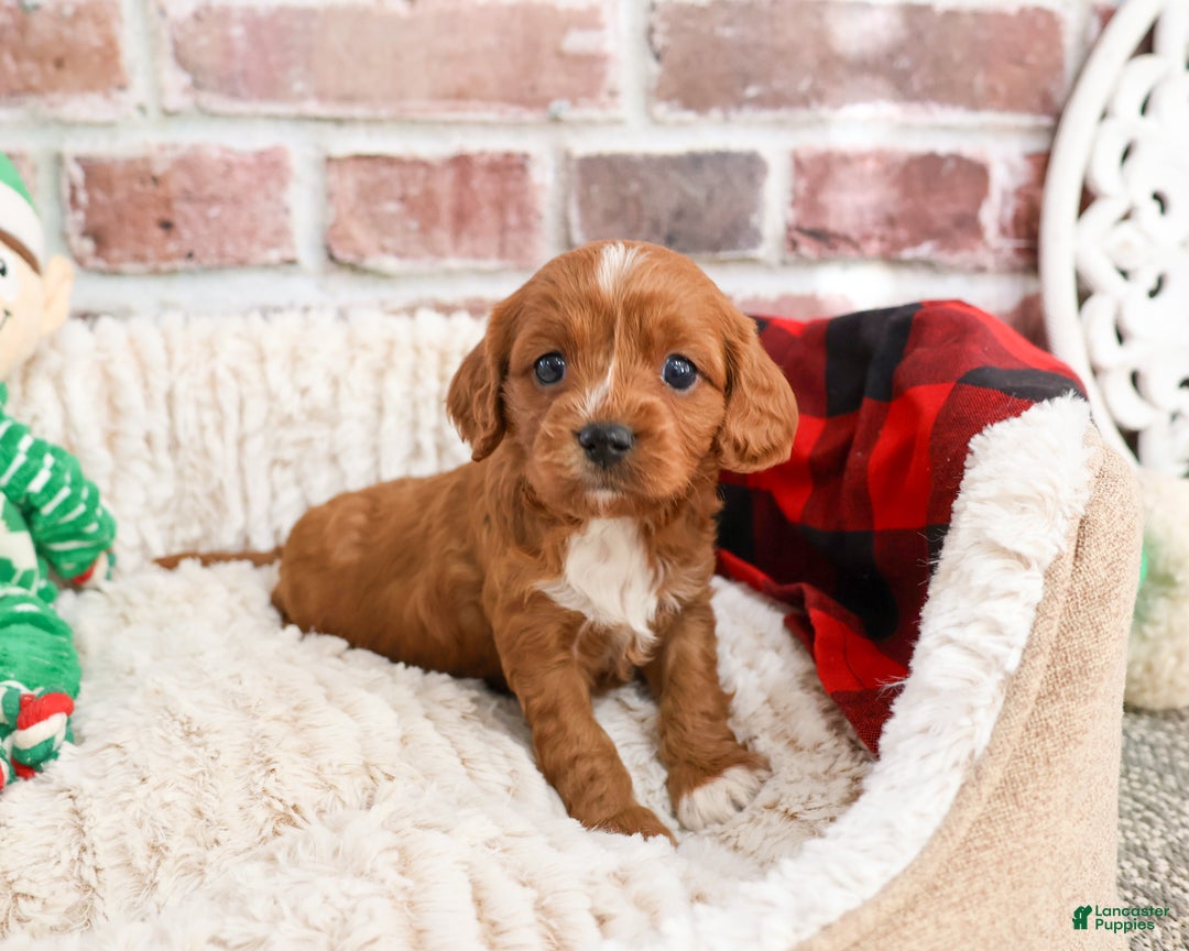 Cavapoo dogs for sale: Beau - Ad 2