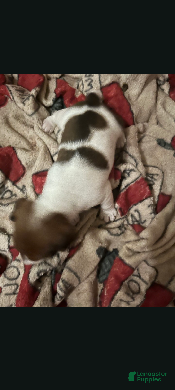 Jack Russell Terrier dogs Jack Russell Terrier (Male) - Ad 37