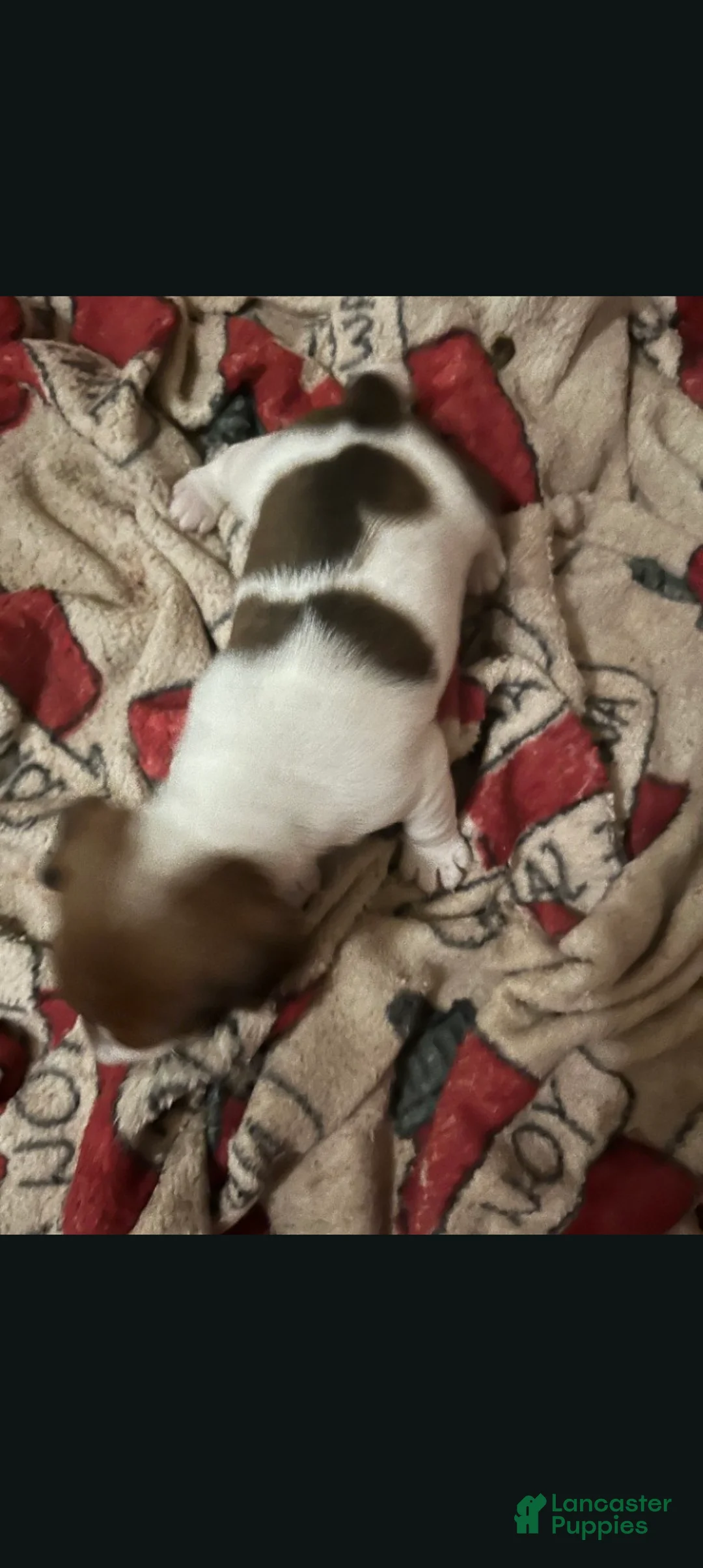Jack Russell Terrier dogs for sale: Jack Russell Terrier (Male) - Ad 1