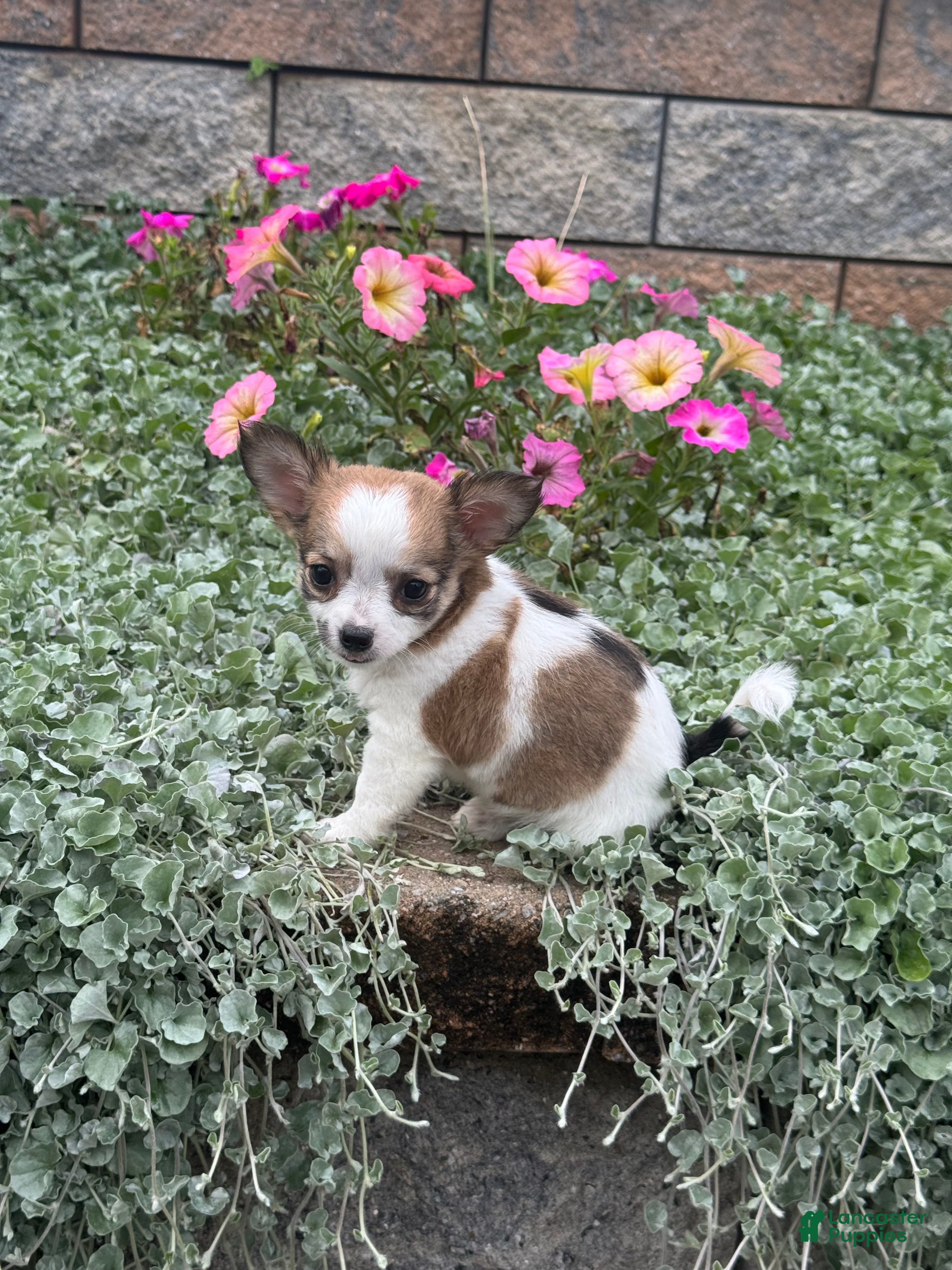Chihuahua dogs for sale: Fancy - Ad 1
