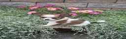 Chihuahua dogs for sale: Fancy - Ad 1