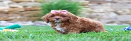 Cavapoo dogs for sale: Sophie - Ad 5