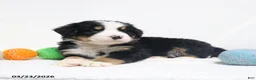 Bernese Mountain Dog dogs for sale: Maverick - Ad 6