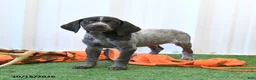 German Shorthaired Pointer dogs for sale: Lilly - Ad 1
