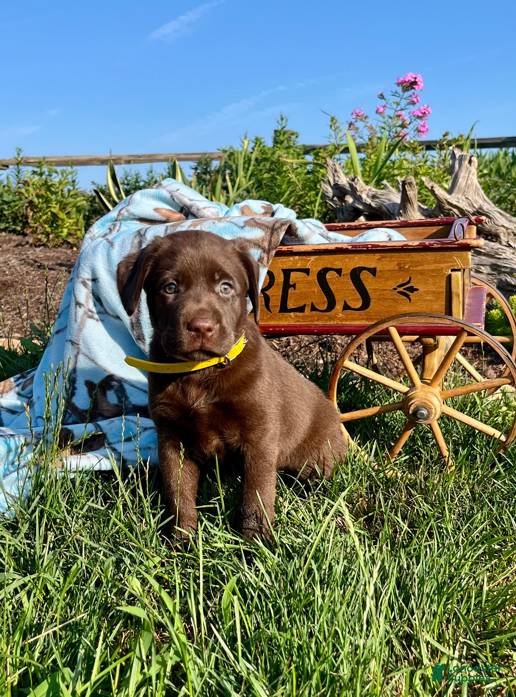 Labrador Retriever dogs Tiffany❤️AKC Hip Cert pink - Ad 1