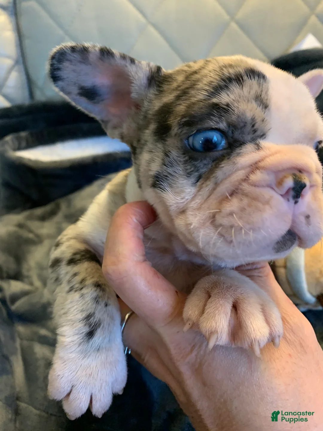 French Bulldog dogs for sale: French Bulldog 3 - Ad 2