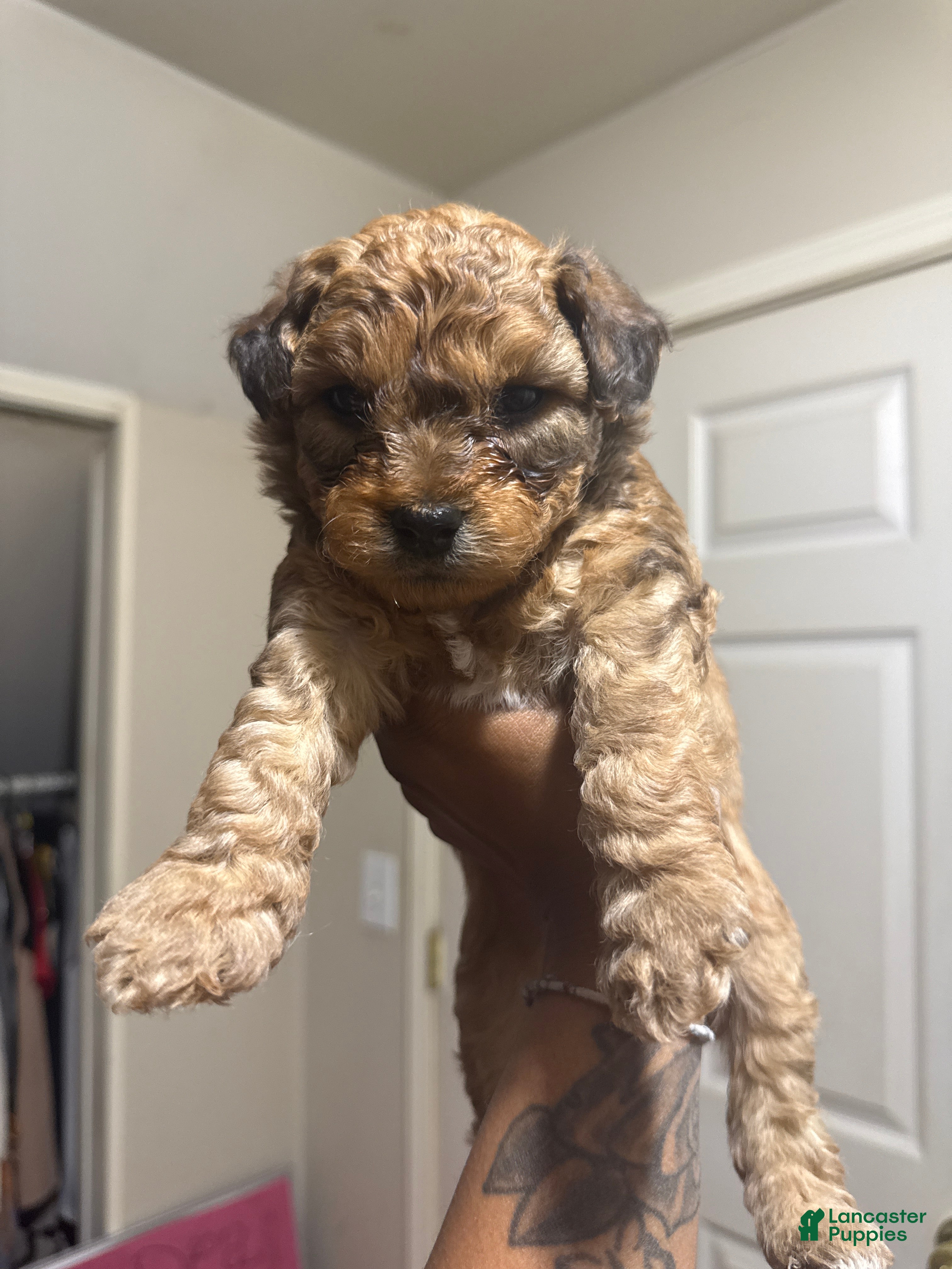 Mixed Breed dogs Rarri - Ad 41