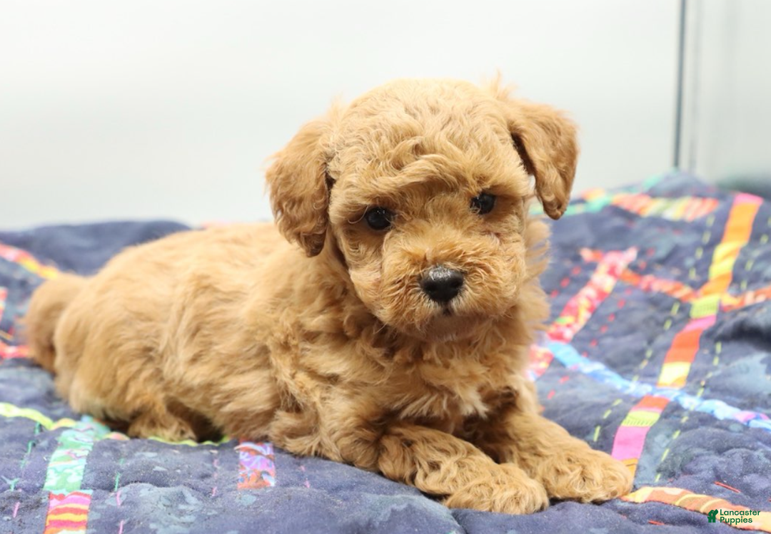 Toy Poodle dogs for sale: Light Red Boy - Ad 5