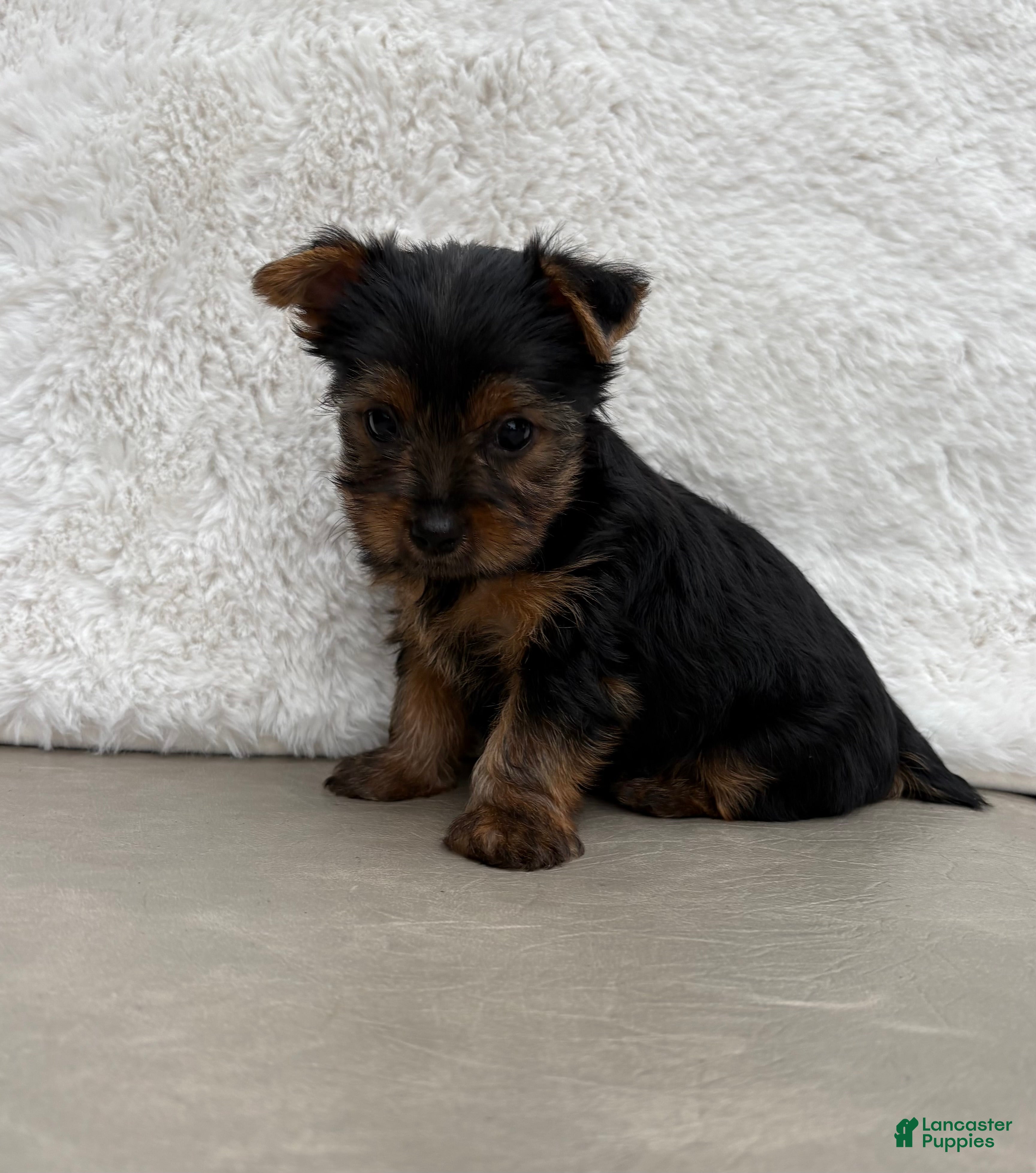 Yorkshire Terrier dogs  Chase - Ad 1