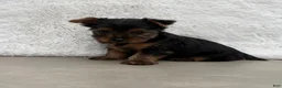 Yorkshire Terrier dogs for sale: Cassie - Ad 5