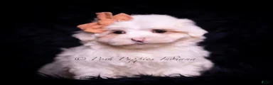 Maltese Puppy 2