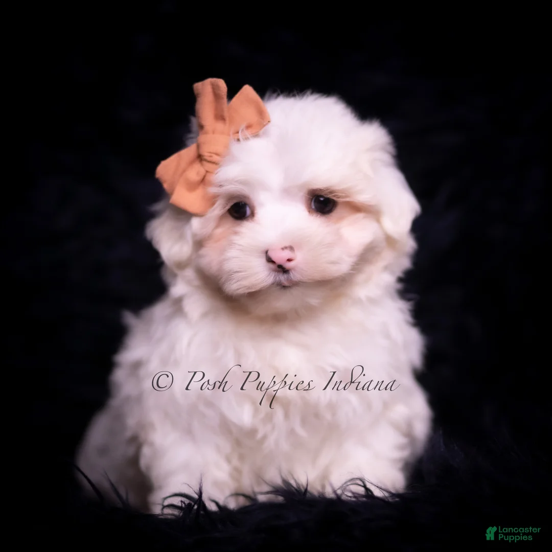 Maltese dogs for sale: Maltese Puppy 2 - Ad 1