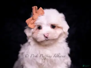 Maltese dogs Maltese Puppy 2 - Ad 35