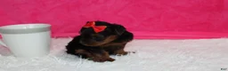 Yorkiepoo dogs for sale: Elsa  - Ad 3