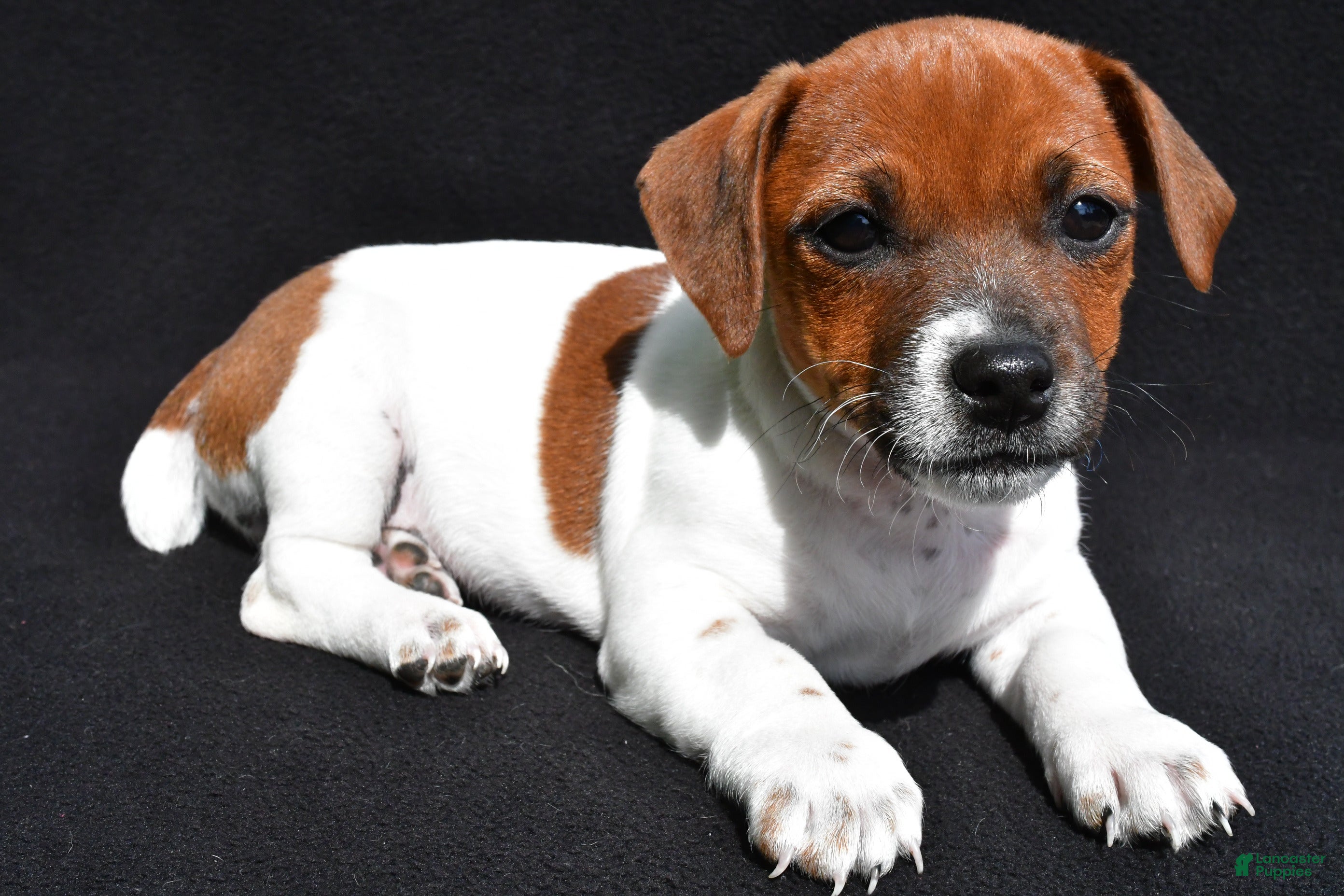 Jack Russell Terrier dogs for sale: Lexy - Ad 3