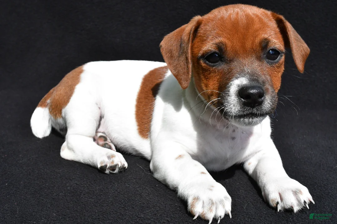 Jack Russell Terrier dogs for sale: Lexy - Ad 1