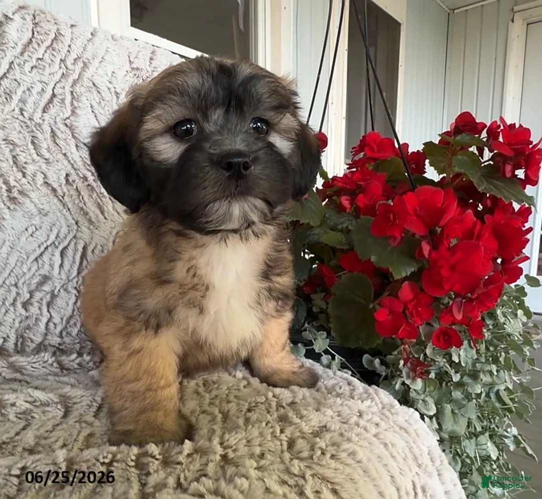 Teddy Bear dogs for sale: Diesel - Ad 2