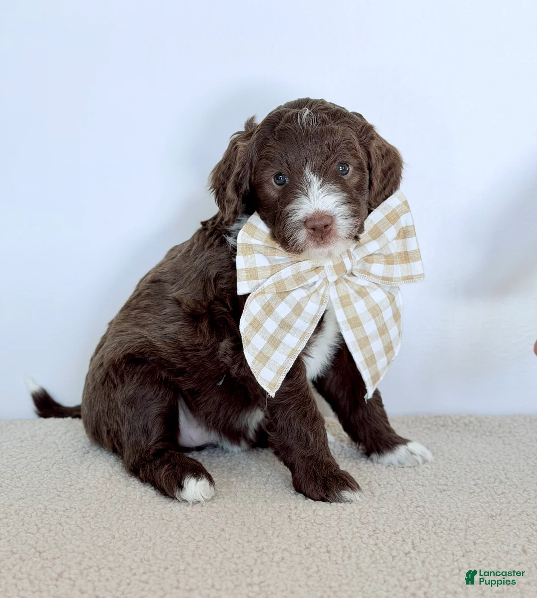 Bernedoodle dogs for sale: Honor  - Ad 1