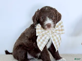 Bernedoodle dogs Honor - Ad 14