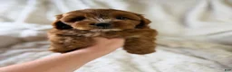 Cavapoo dogs for sale: Atlas  - Ad 3
