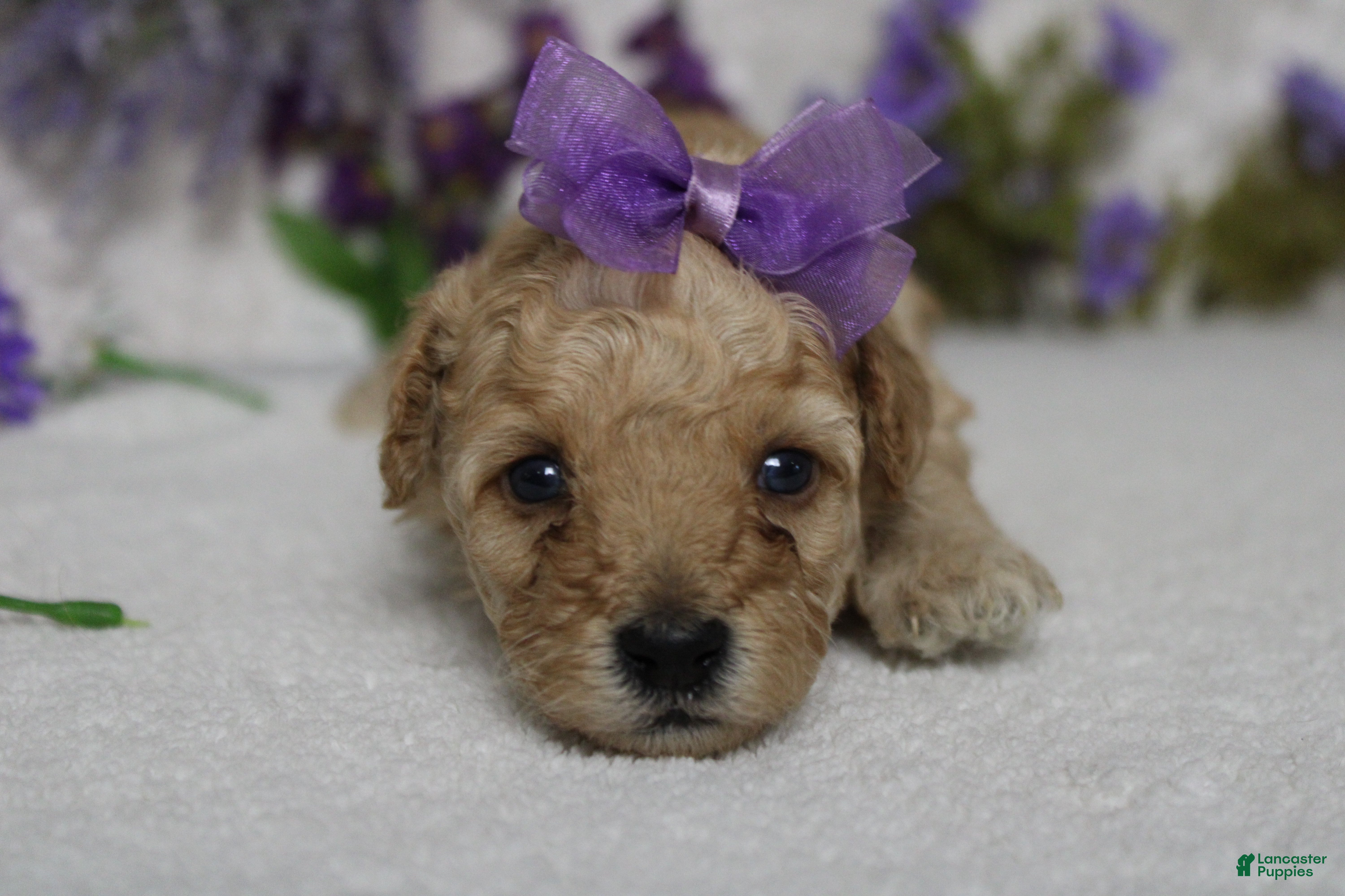 Cavapoo dogs Brittany - Ad 21